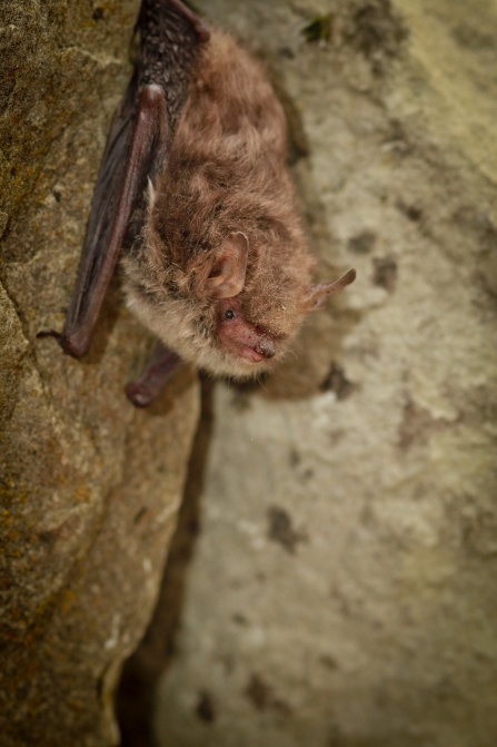 Natterer's bat