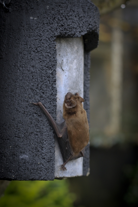 Noctule bat