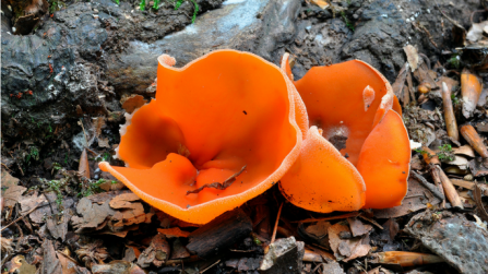 Orange peel fungus