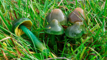 Parrot waxcap