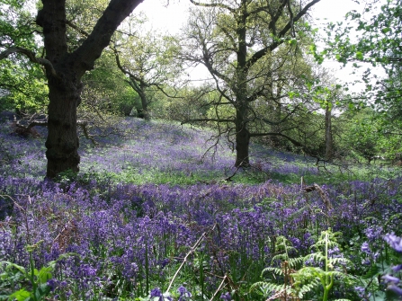 Bluebells