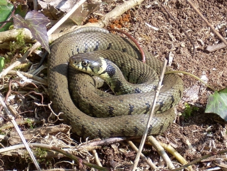 Grass snake