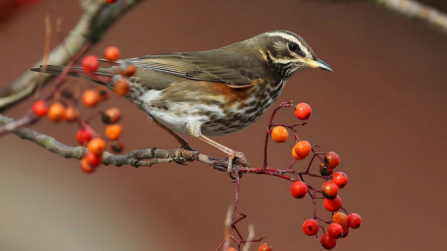 Redwing