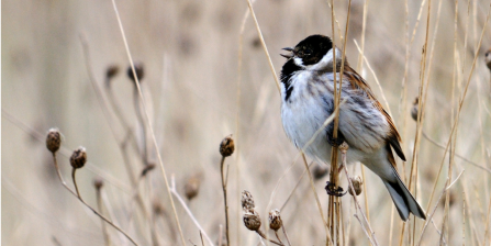 Reed bunting