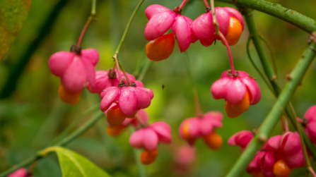 Spindle berries