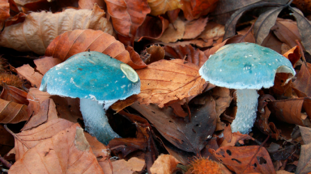 Verdigris agaric