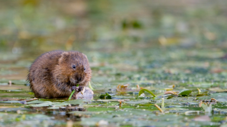 Water vole