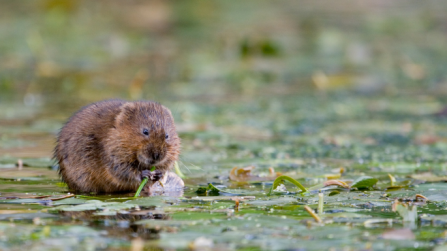 Water vole. Picture: Tom Marshall