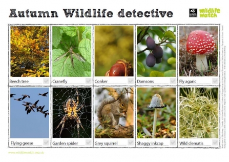 Autumn wildlife detective