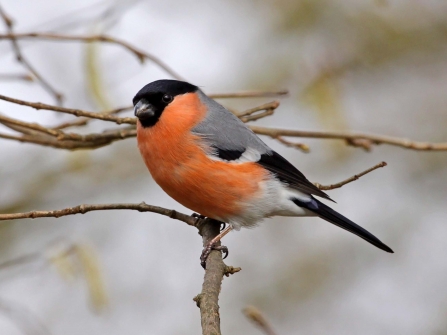 Bullfinch