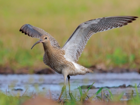 Curlew, Shutterstock