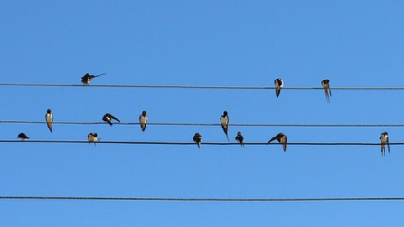 Swallows on telegraph wires. CC