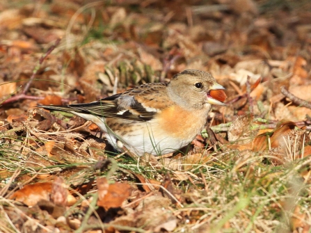 Brambling