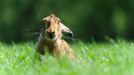 Brown hare