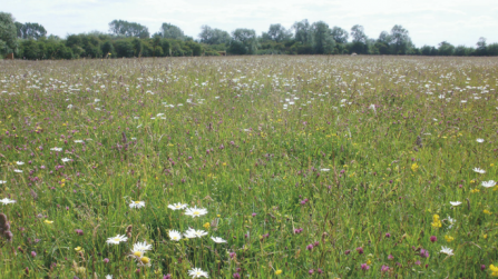 Chimney Meadows