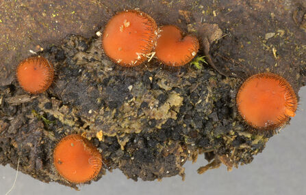 Common eyelash fungus