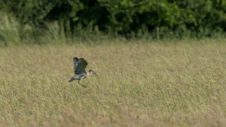 Curlew