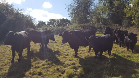 Dexter cattle