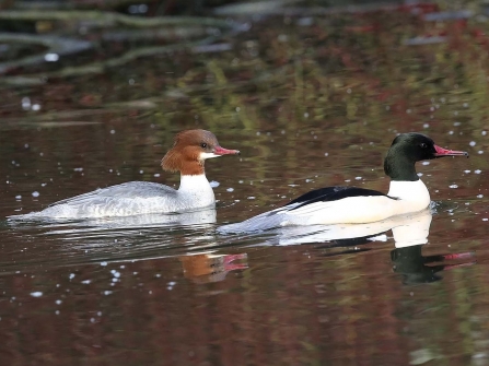 Goosanders