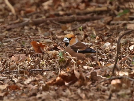 Hawfinch