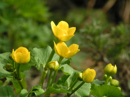 Marsh marigold