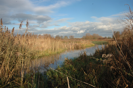 Cholsey Marsh