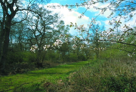 Little Linford Wood