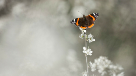 Red admiral on blackthorn