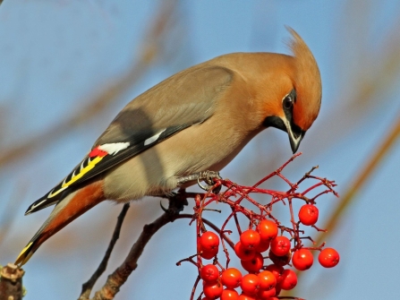 Waxwing