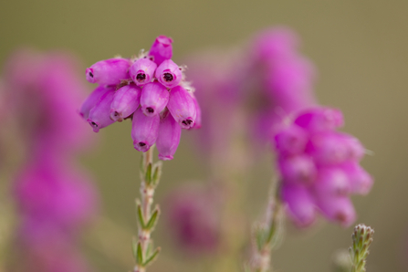 Bell heather