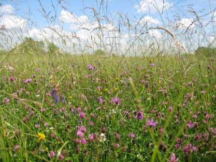 Wild flowers at Chimney Meadows