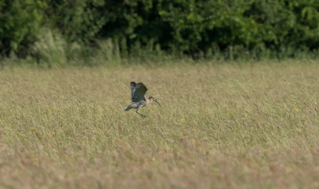 Curlew at Chimney Meadows