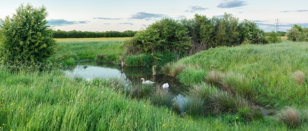 Gallows Bridge Farm nature reserve, part of BBOWT's Upper Ray Meadows complex. Picture: Phil Cutt