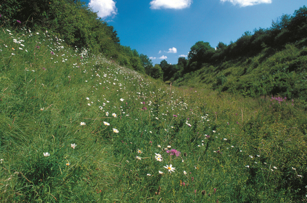 Hook Norton Cutting