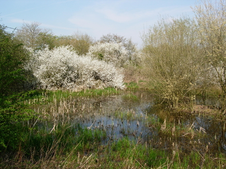 Kintbury Newt Ponds