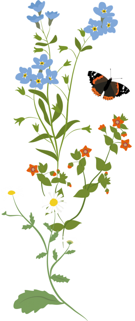 Wildflowers illustration