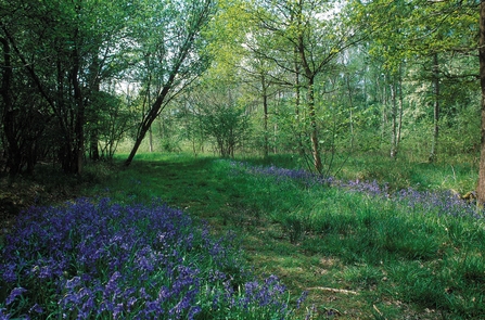 Rushbeds Wood