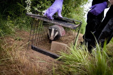 badger vaccination