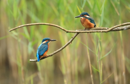 kingfishers on branch