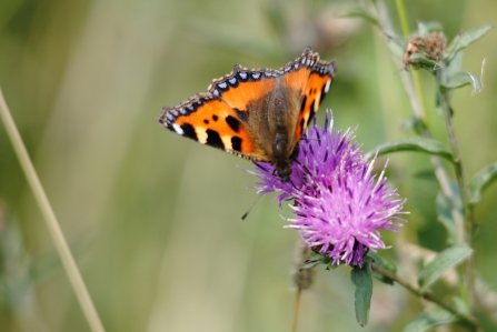 Small tortoiseshell butterfly