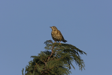 Mistle Thrush