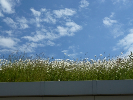 Oxeye daisies