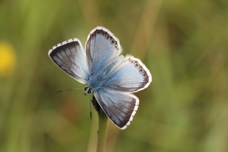 Chalkhill blue