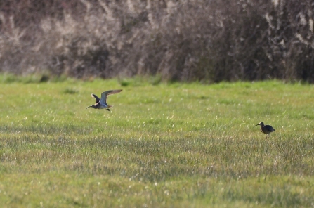 Two curlew in floodplain meadow