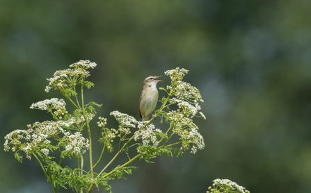 Sedge warbler on umbellifer