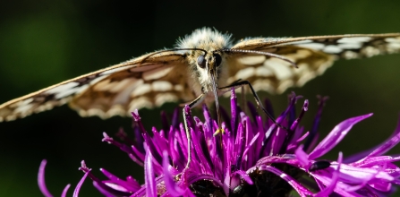 Marbled white on knapweed