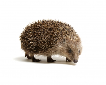Hedgehog against a white background
