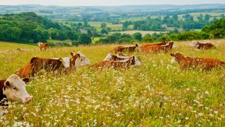 Cattle in wildflower meadow