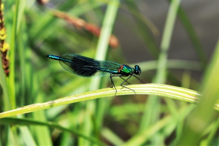 Banded demoiselle