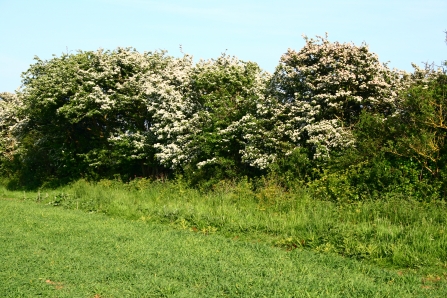 Hedgerow